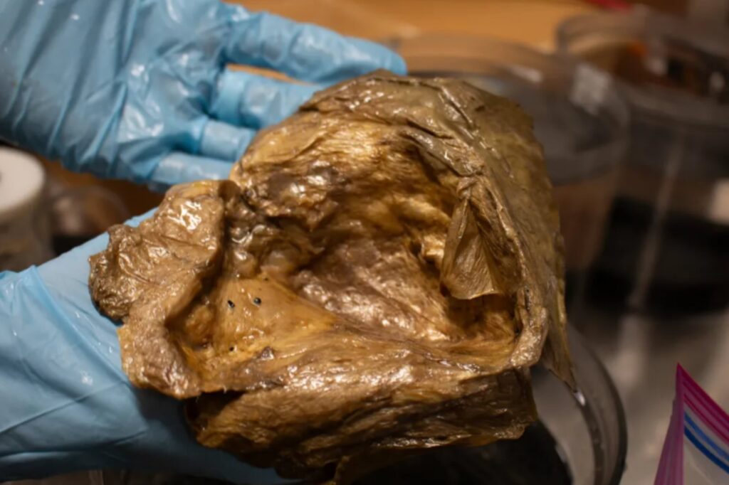 Hallazgo en el Golfo de Alaska: la NOAA reveló que la esfera dorada es parte de una anémona gigante
