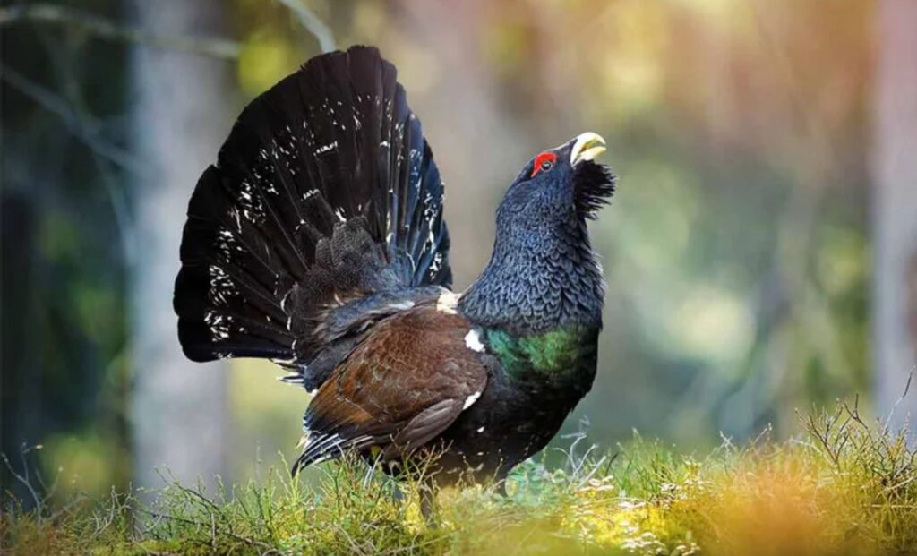 Gastaron cinco millones de dólares para liberar 30 aves en peligro de extinción y en seis meses solo quedó una con vida